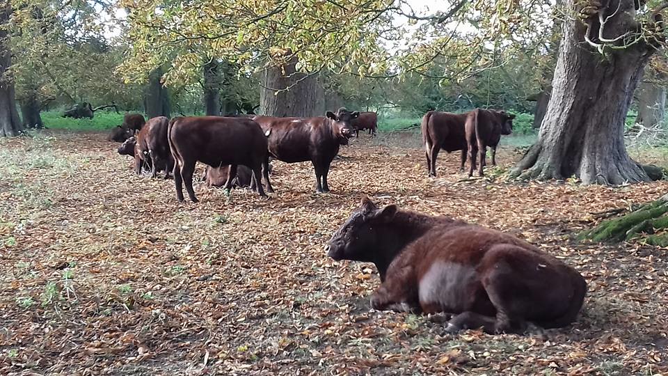 Steers in woodland